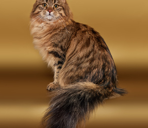 Самые красивые сибирские кошки